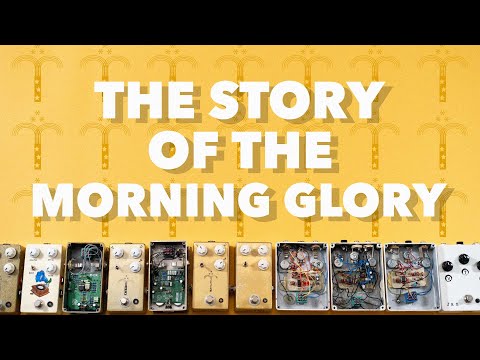 MORNING GLORY